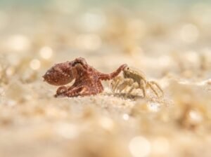 Pieuvre et crabe sur la plage - Kubernetes ReplicaSet