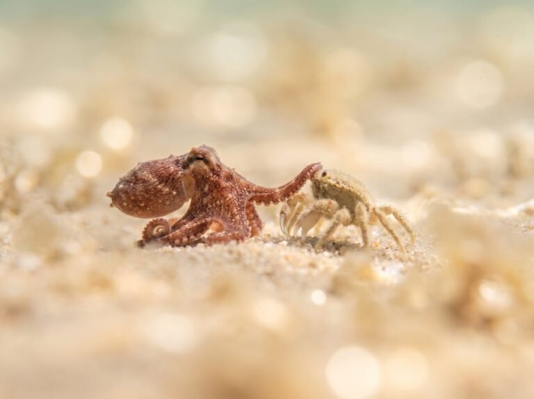 Pieuvre et crabe sur la plage - Kubernetes ReplicaSet
