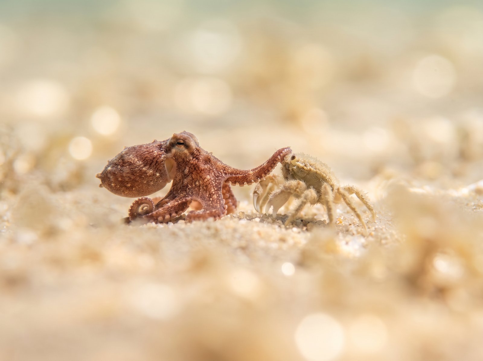 Pieuvre et crabe sur la plage - Kubernetes ReplicaSet
