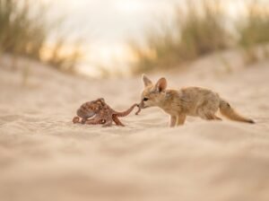Git systeme de gestion de versions distribue - renard et poulpe sur le sable
