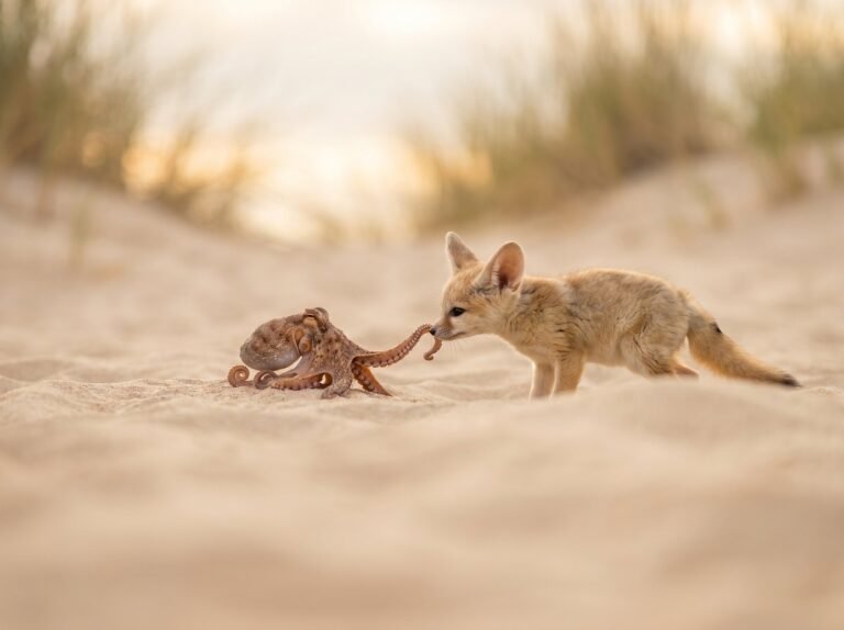 Git systeme de gestion de versions distribue - renard et poulpe sur le sable