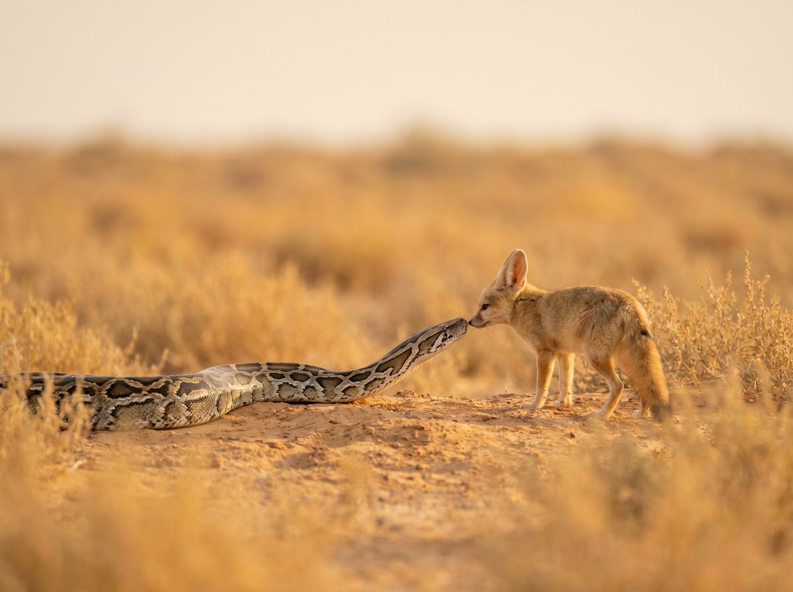 Fichier d inventaire Ansible - python et renard dans la savane