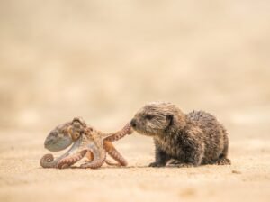 Installation de Jenkins - loutre et poulpe sur le sable