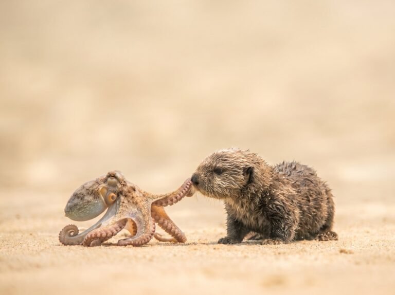 Installation de Jenkins - loutre et poulpe sur le sable