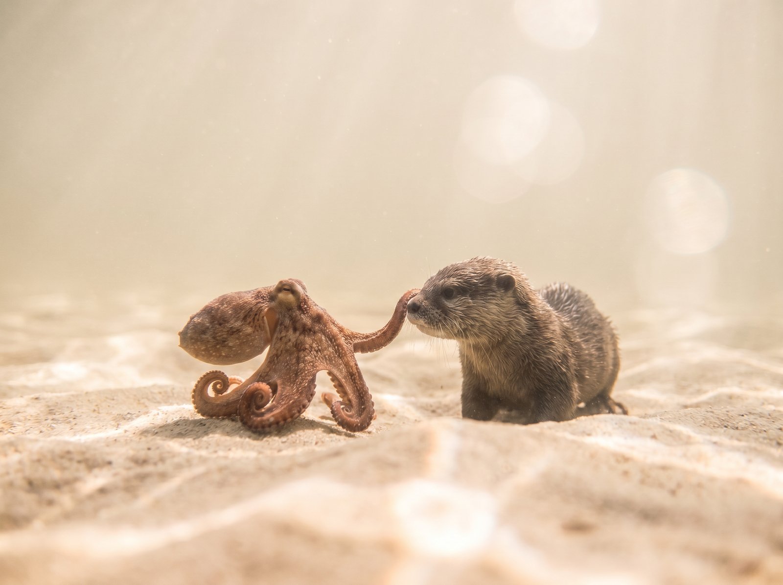 Pieuvre et loutre sur le sable clair - vue d'ensemble des Pods Kubernetes